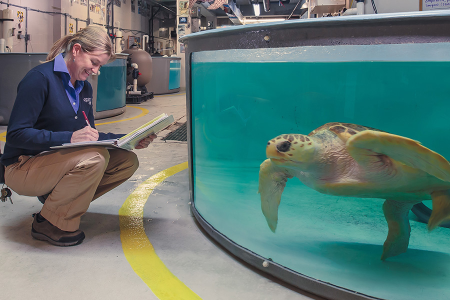 sea-turtle-hospital-tours-south-carolina-aquarium