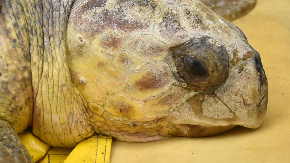 Awendaw South Carolina Aquarium