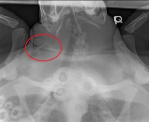 ray-x-ray with barb