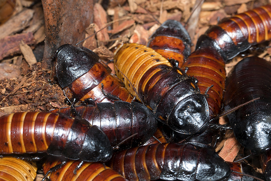 What Do Madagascar Hissing Cockroaches Eat 