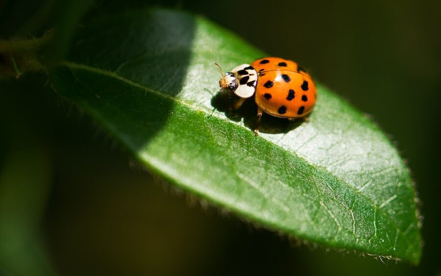 Luck Be a Lady...bug South Carolina Aquarium