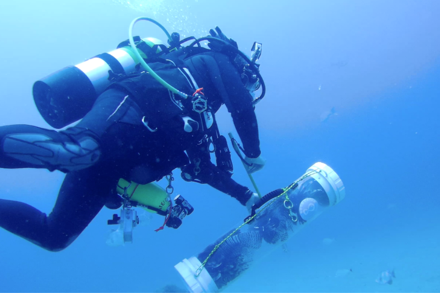 RR Lionfish Cull