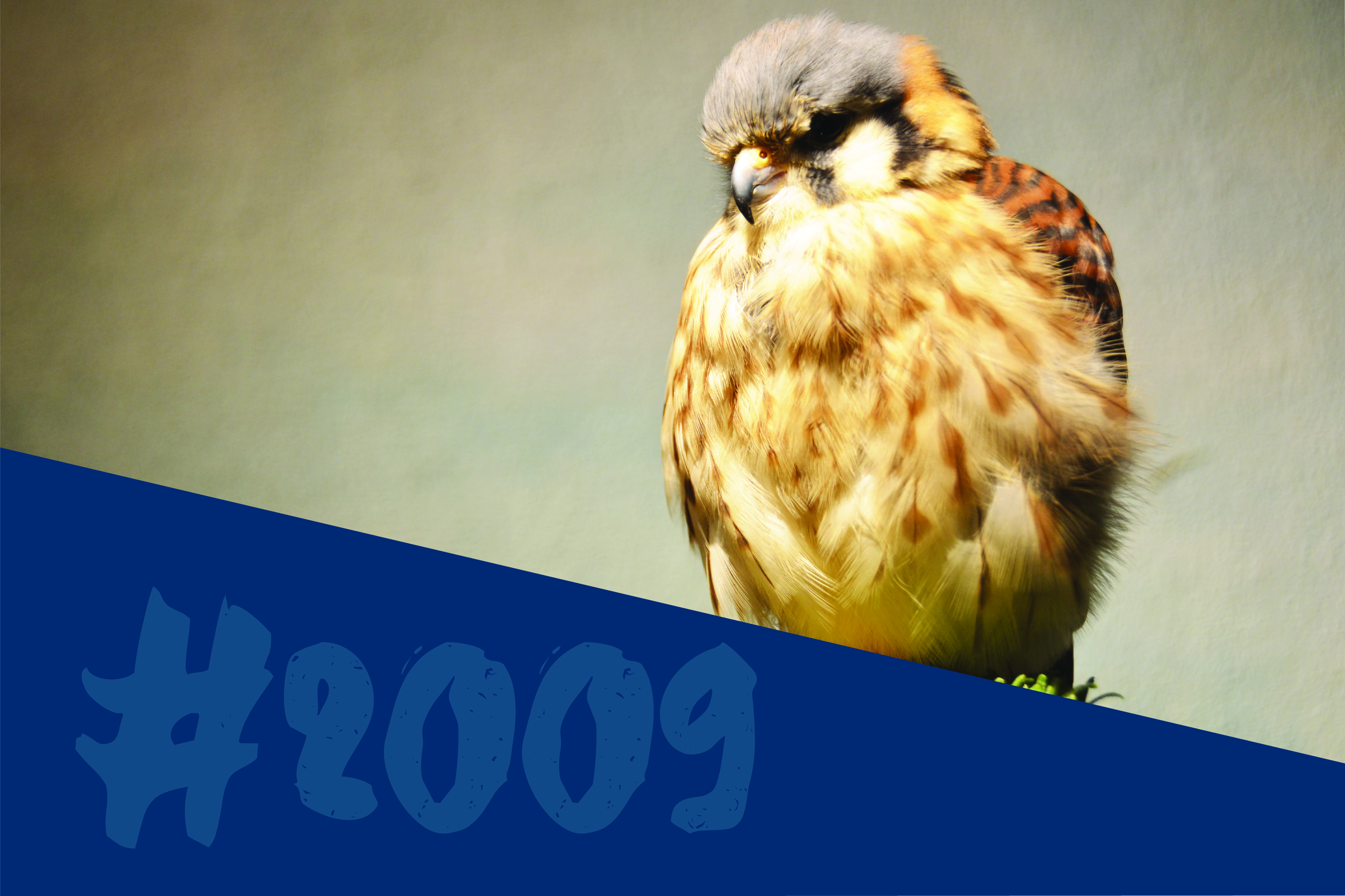 American Kestrel