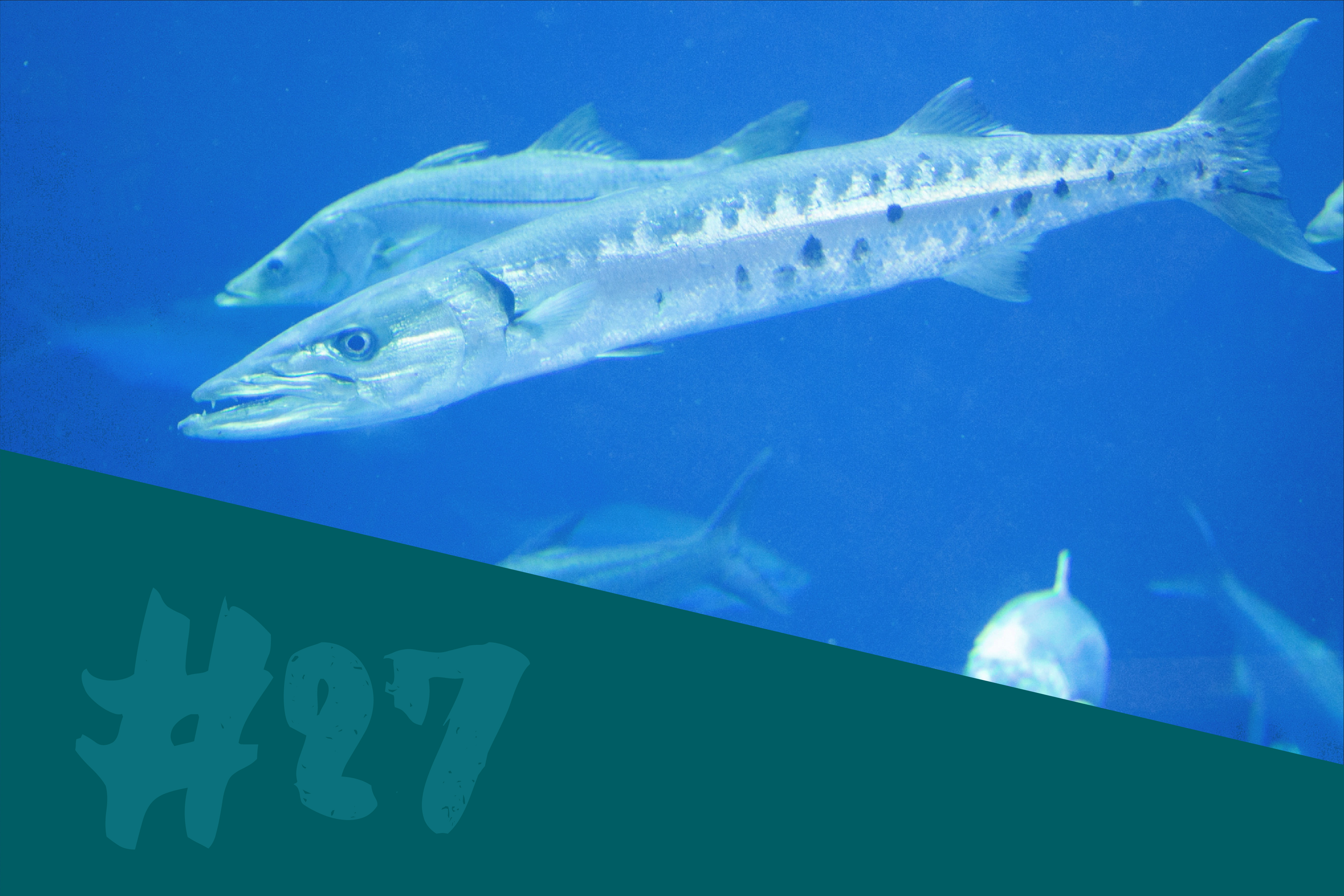 Barracuda