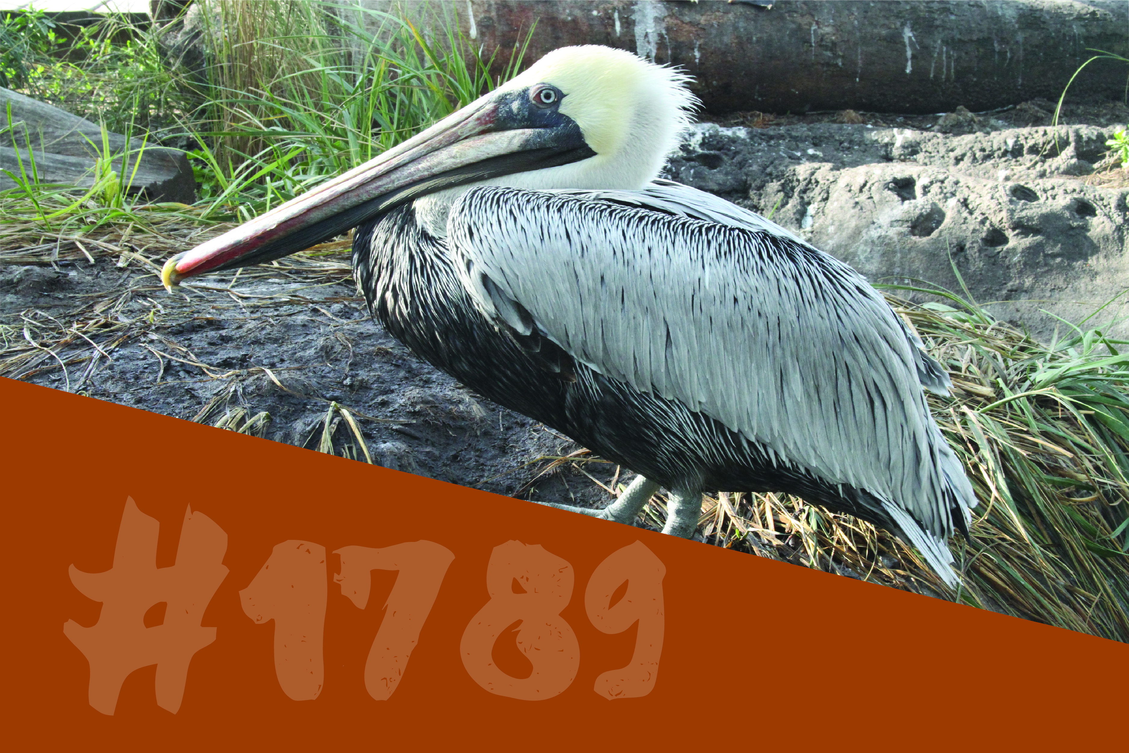 Brown Pelican