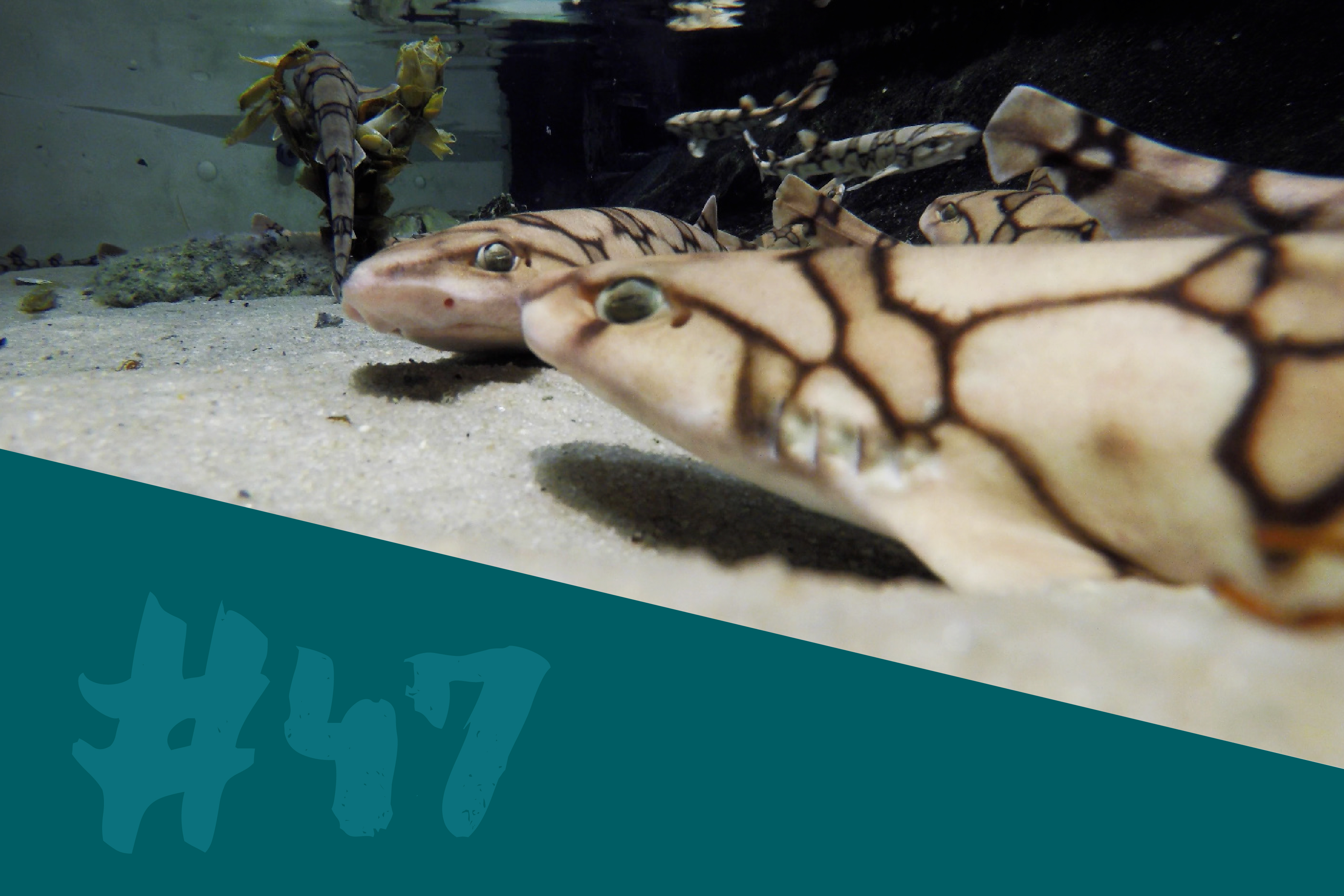 Chain Dogfish