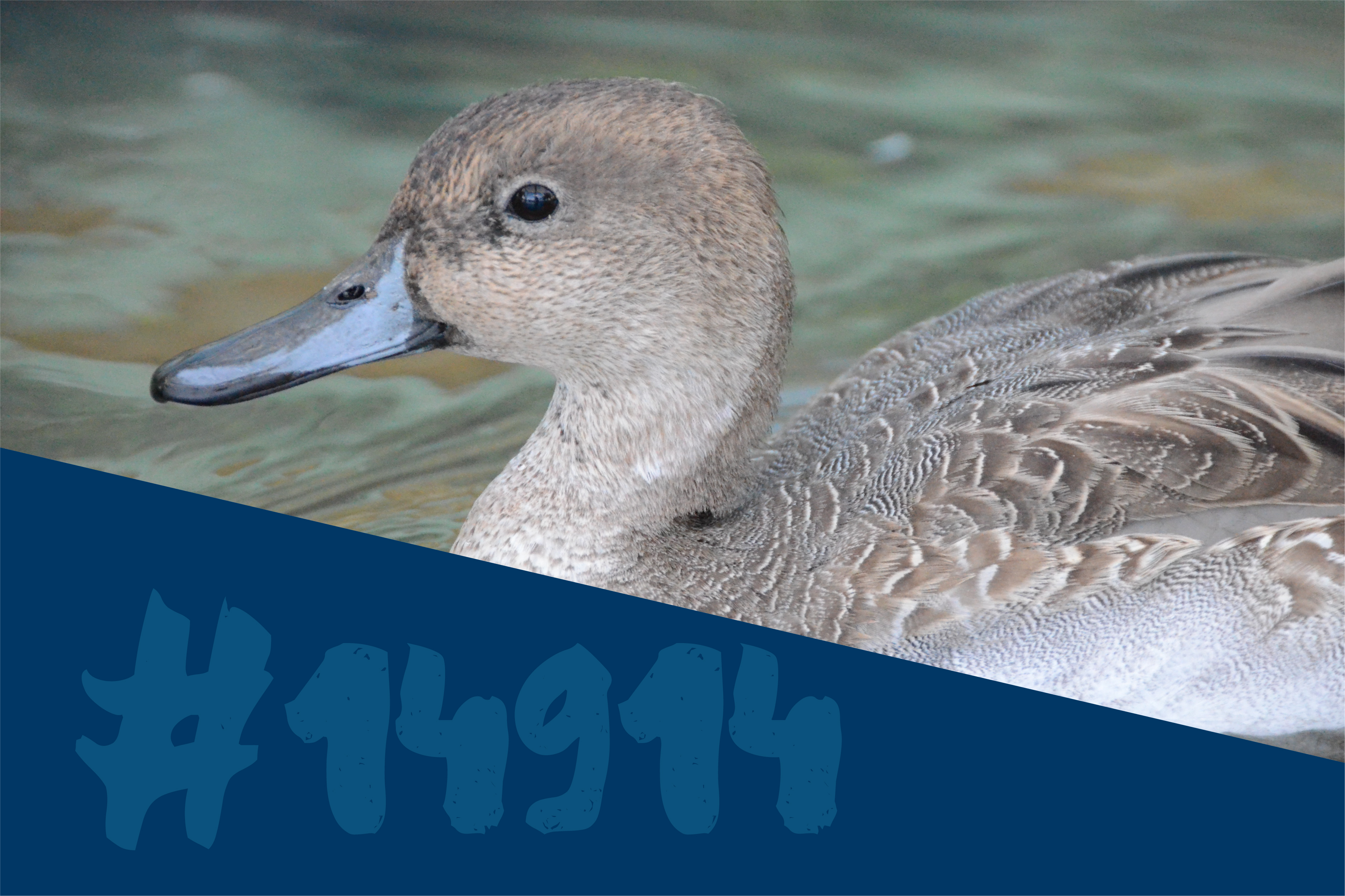 Northern Pintail