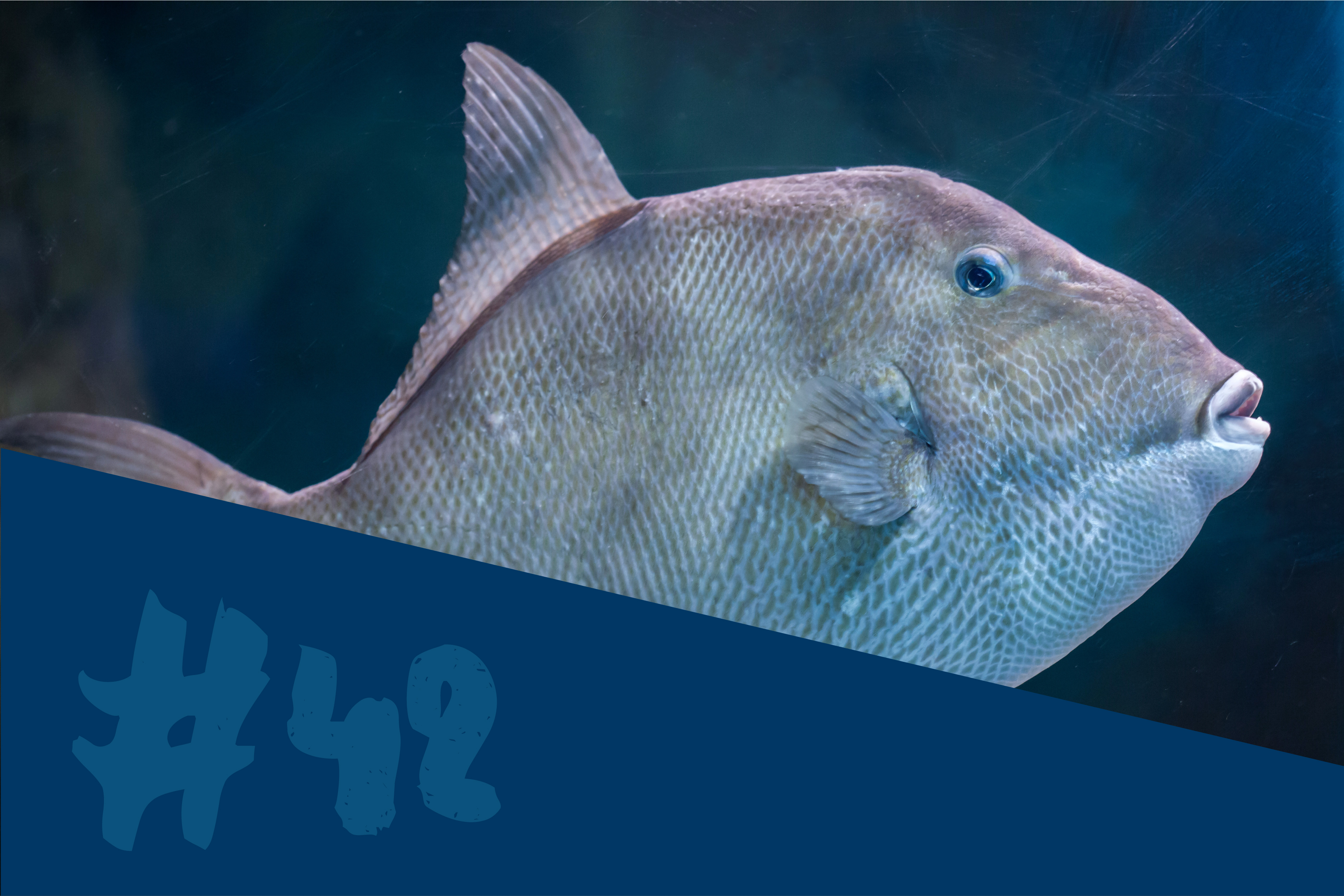 Triggerfish