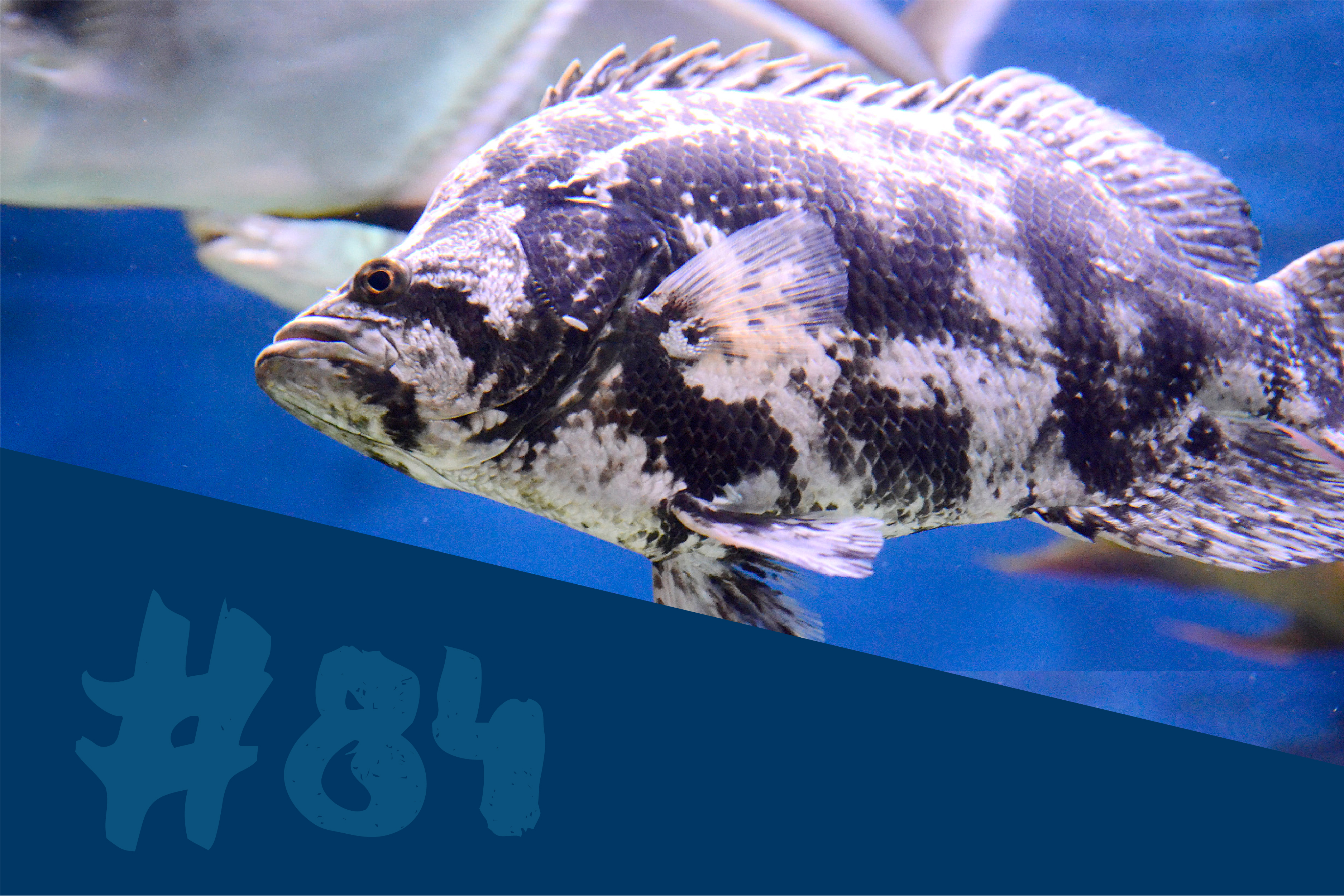 Atlantic Tripletail