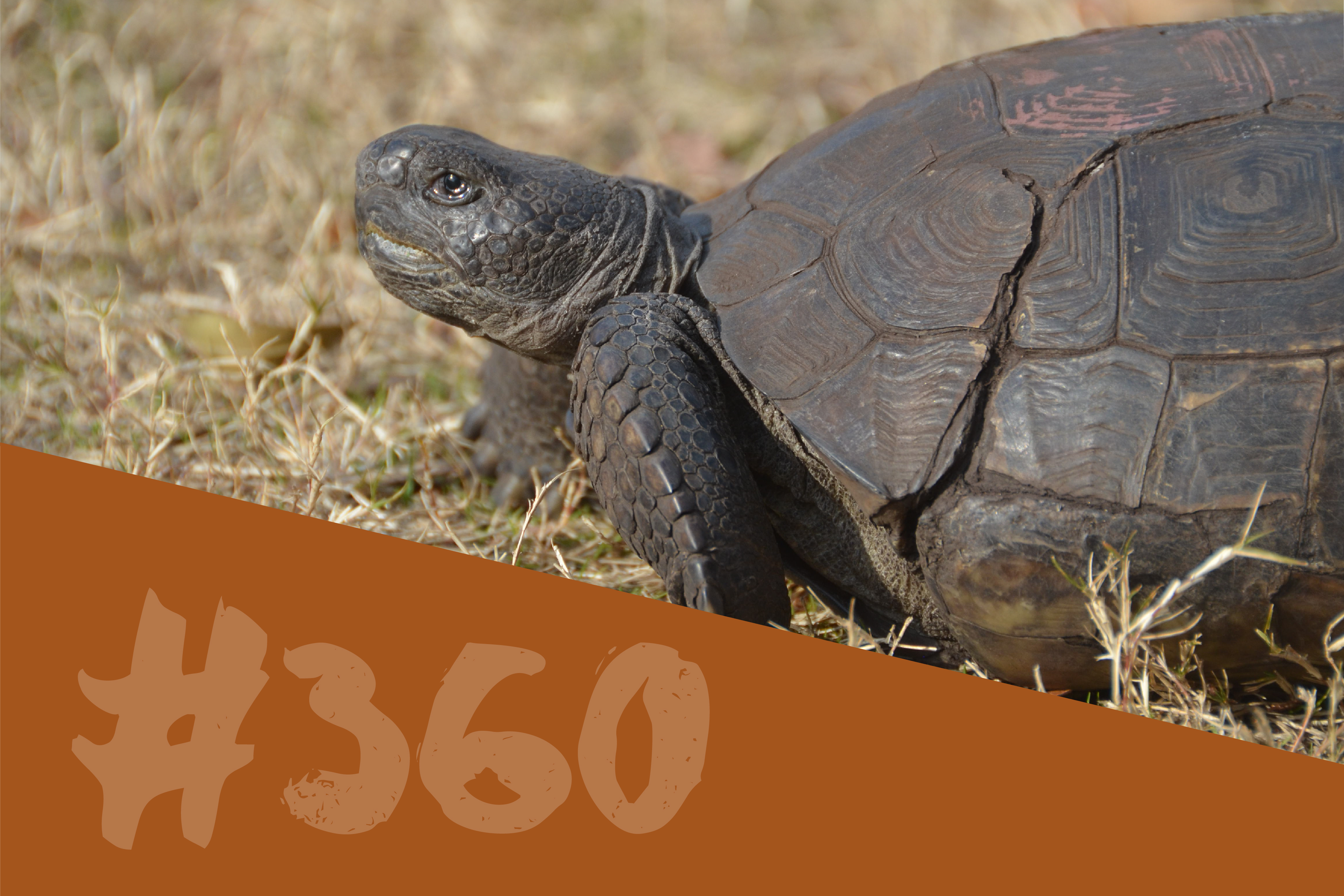 Gopher Tortoise