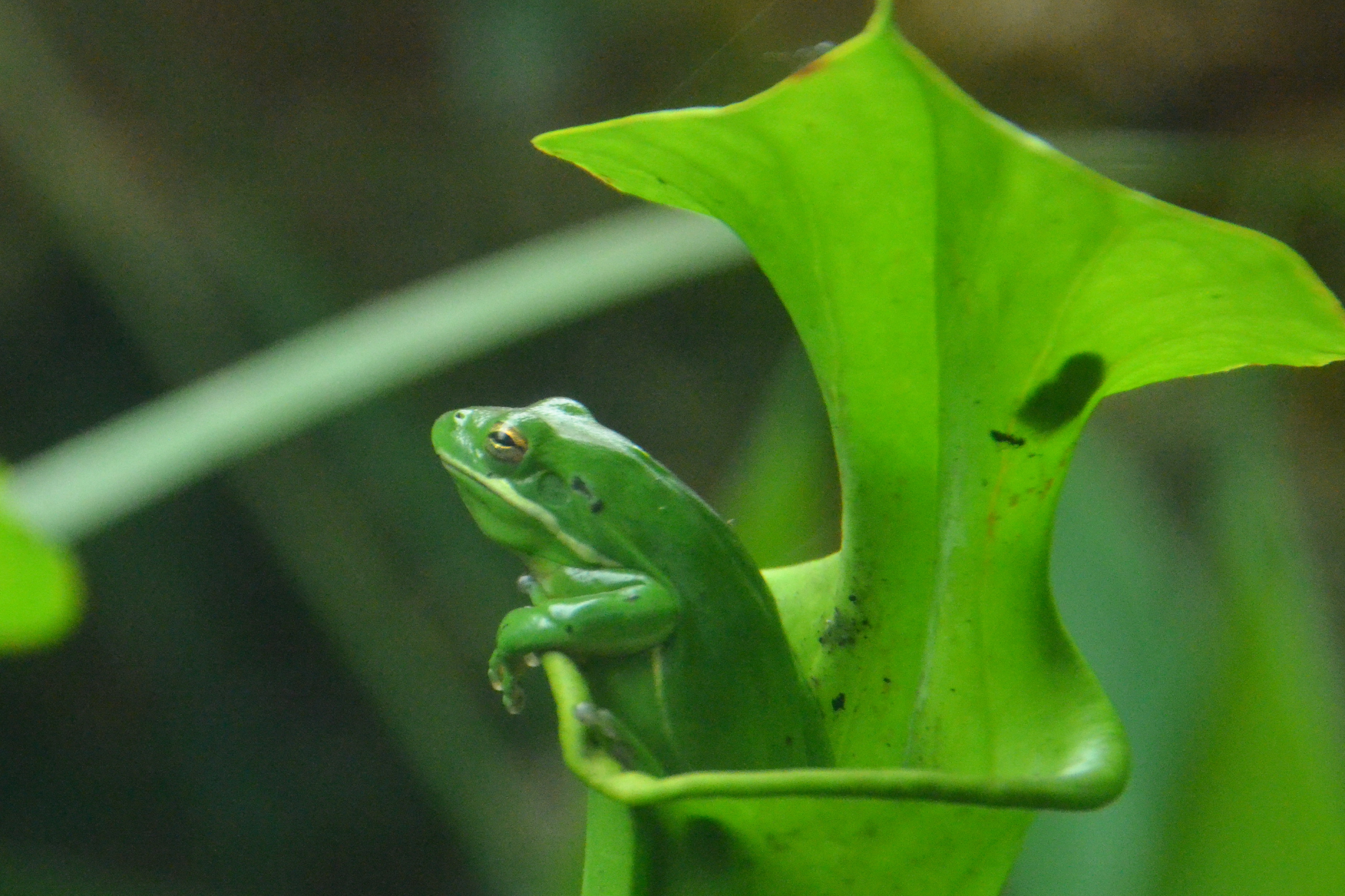 Green Tree Frog Green Tree Frog