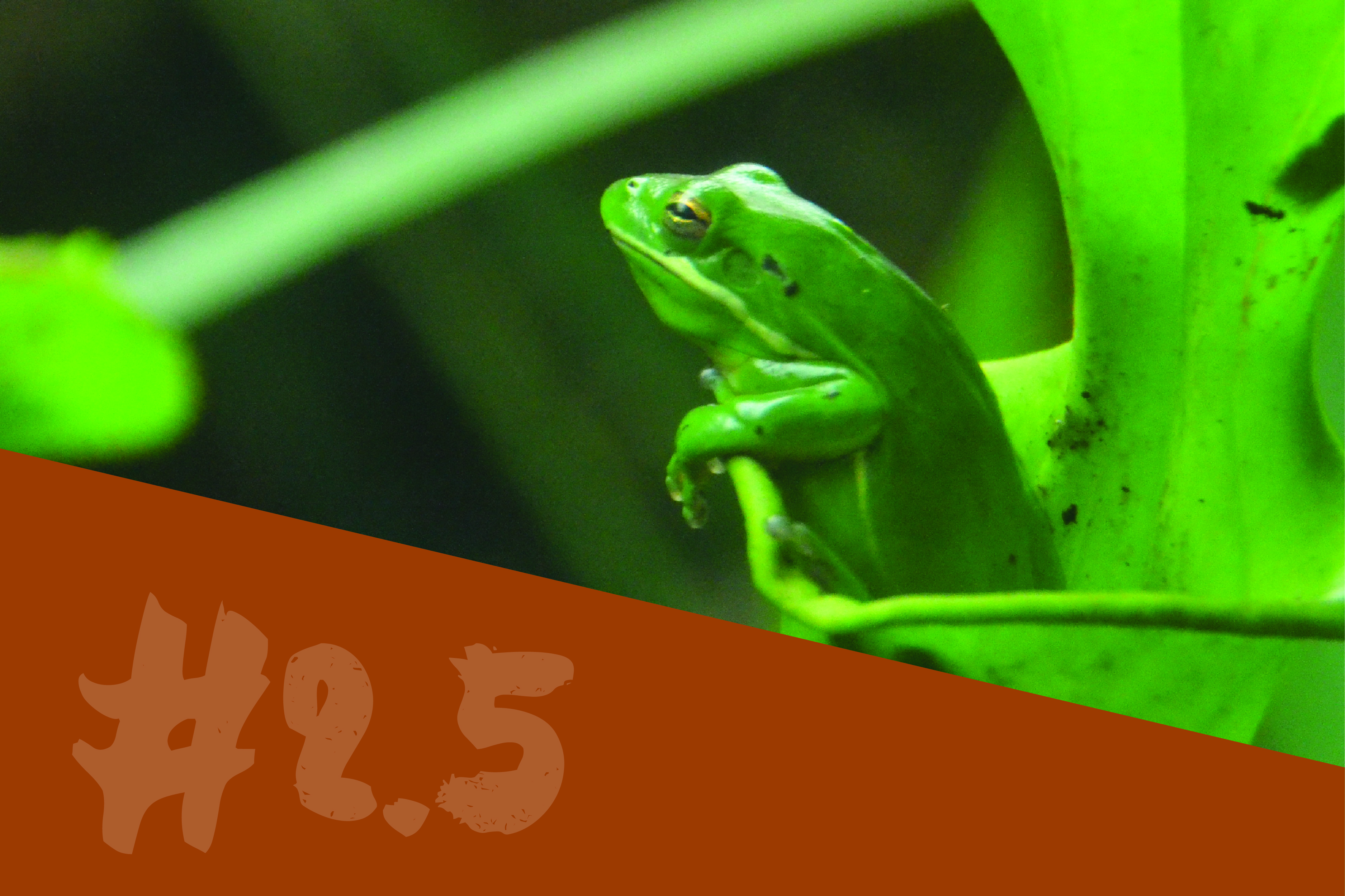 Green Tree Frog