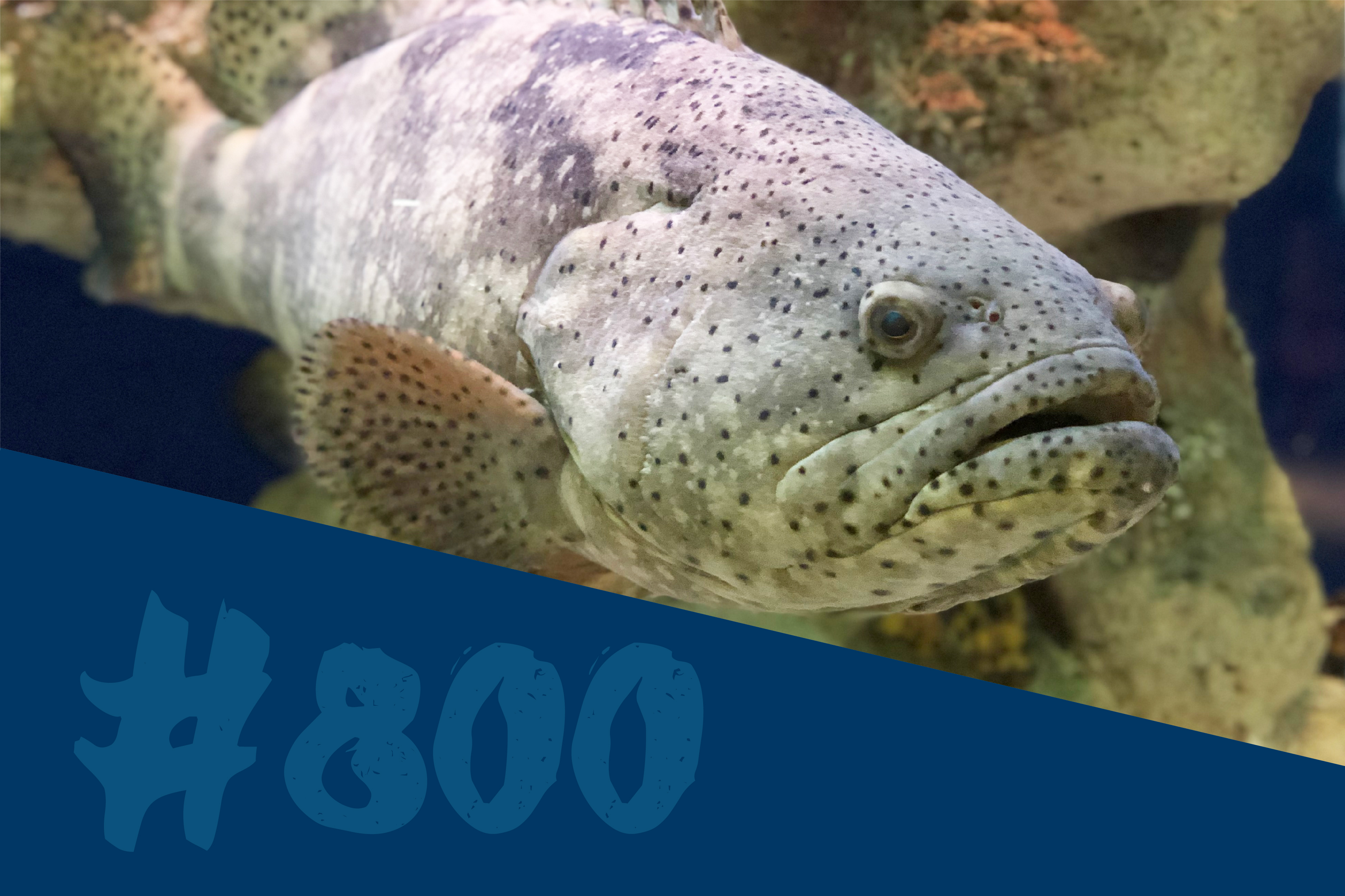 Goliath Grouper