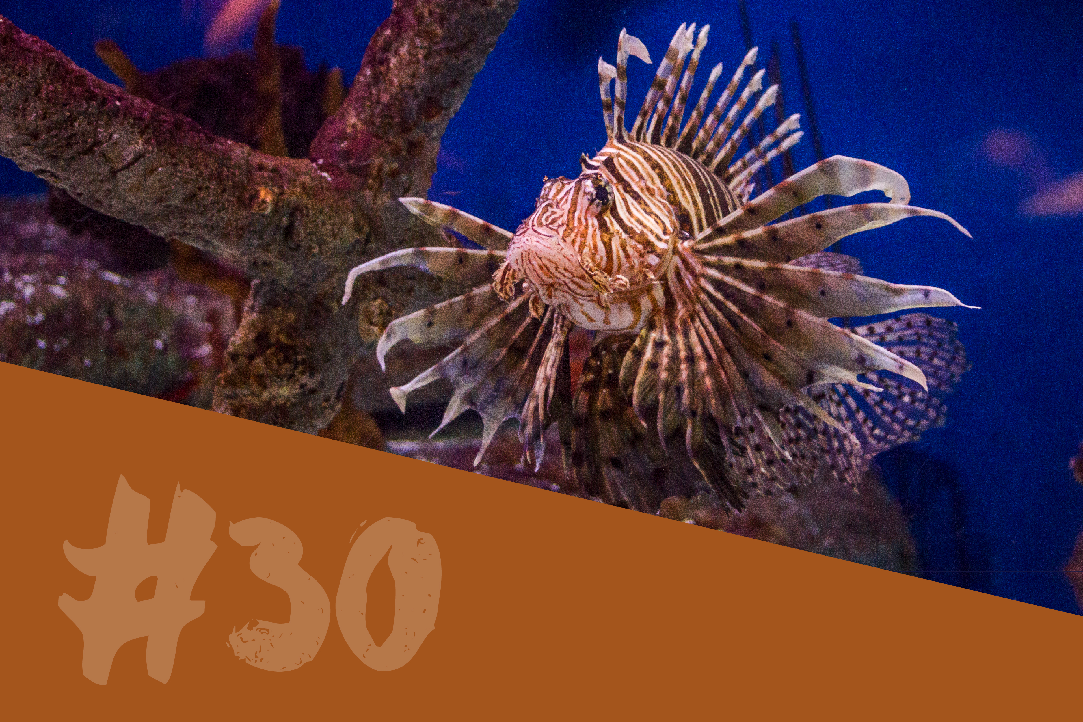 Lionfish