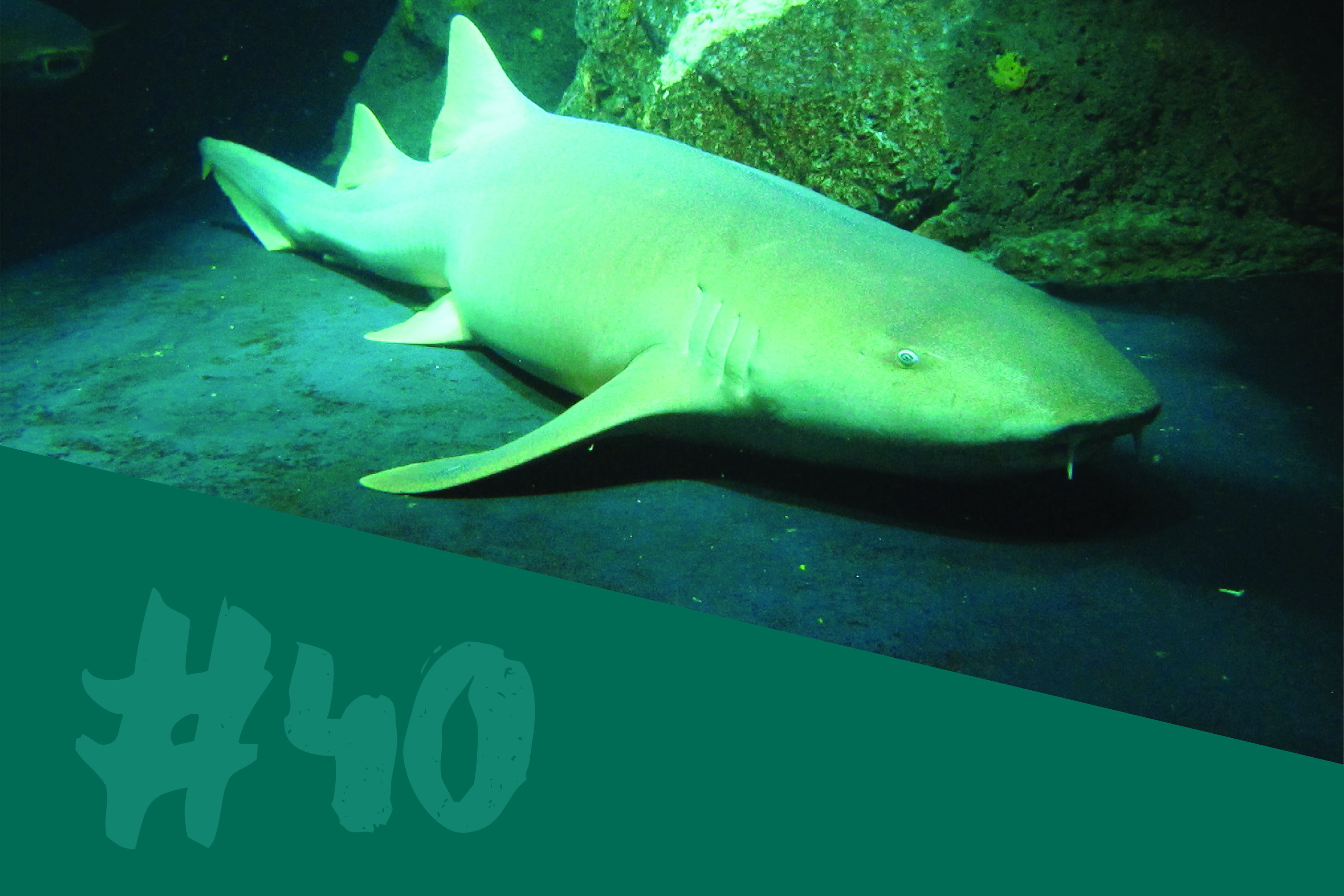 Nurse Shark