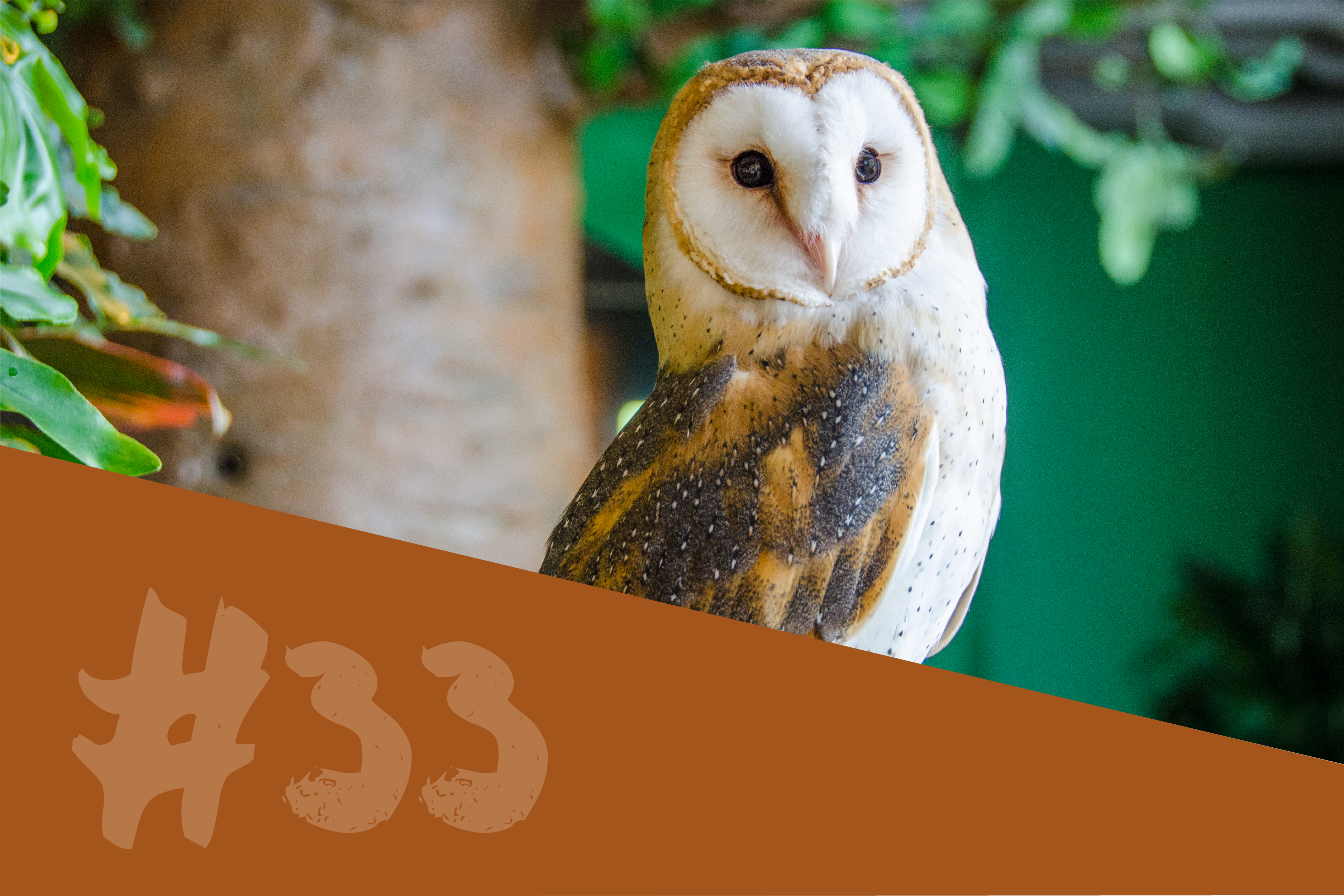 Barn Owl Pippen