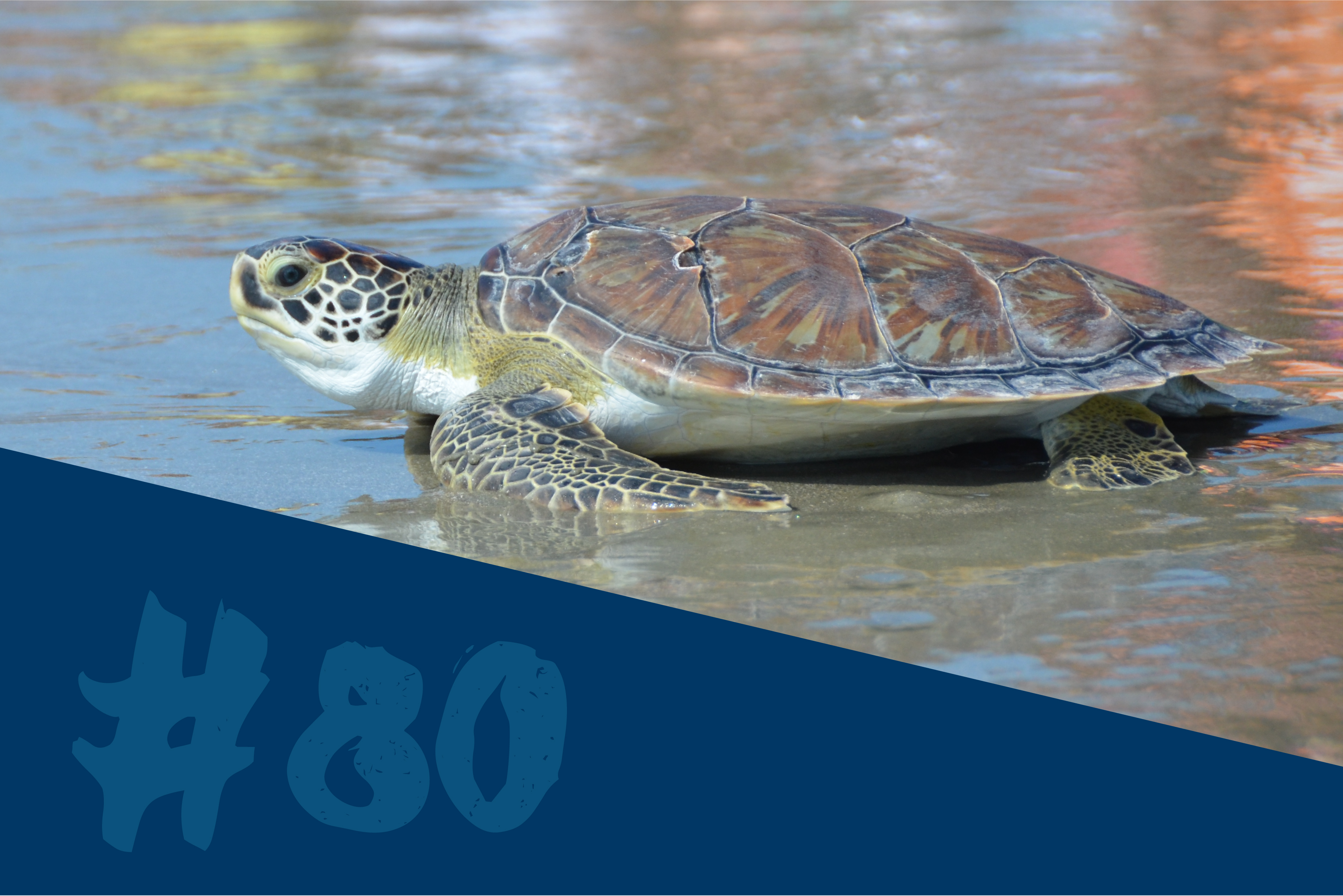 Green Sea Turtle