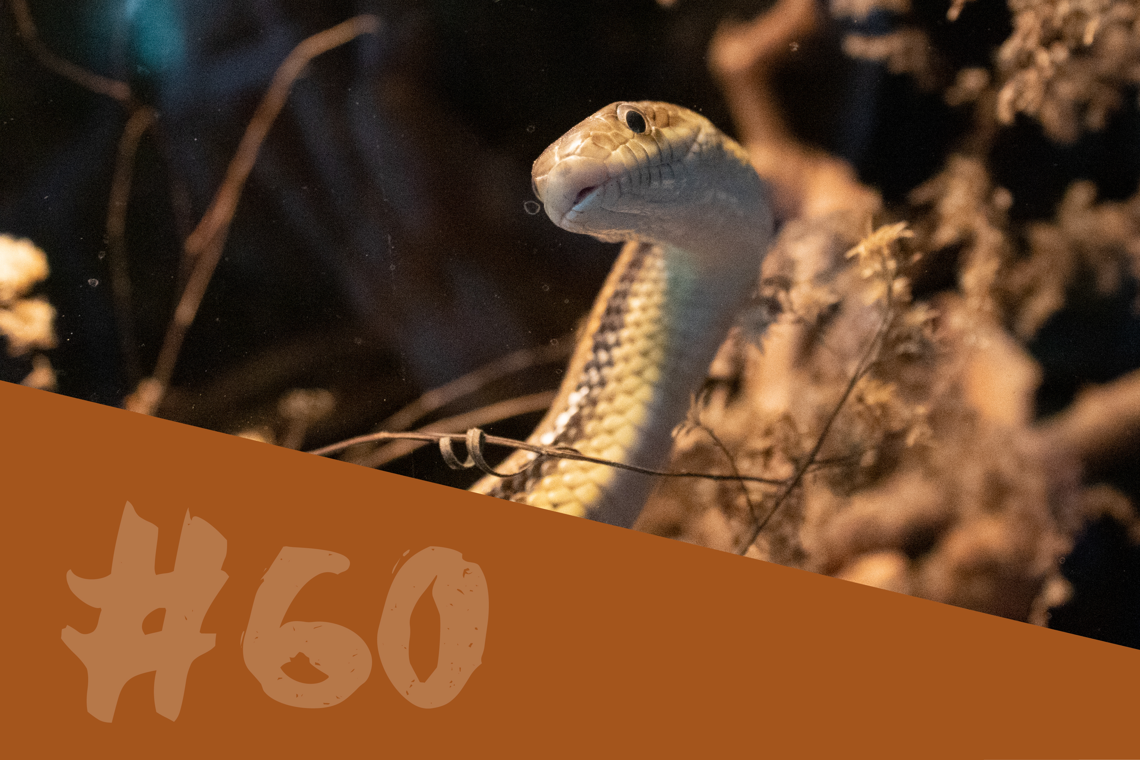 Yellow Rat Snake
