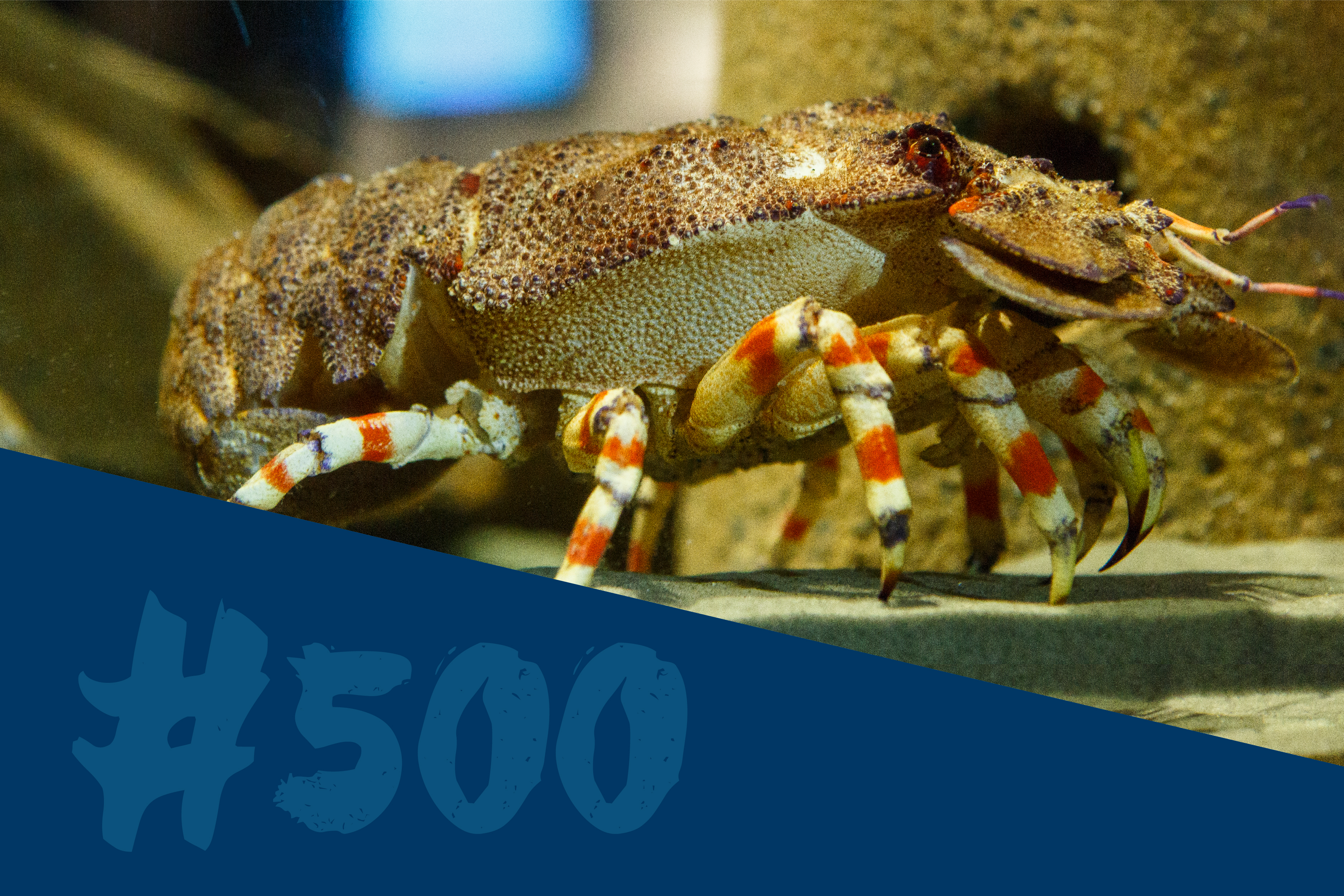 Slipper Lobster