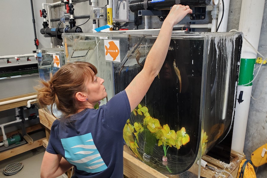 Staff feeding seahorses