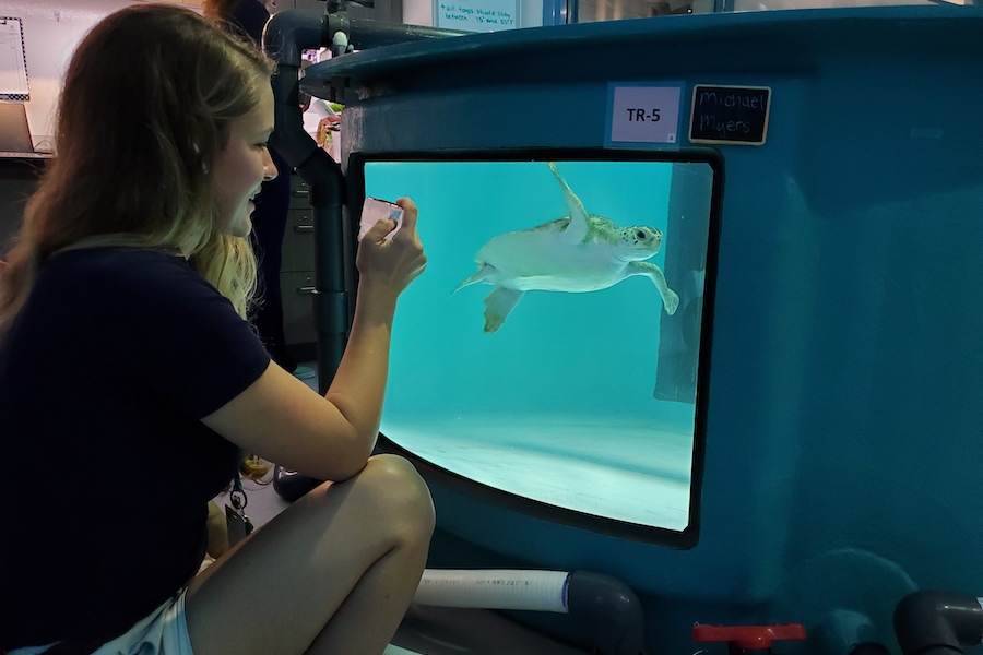 Virtual Sea Turtle Visit