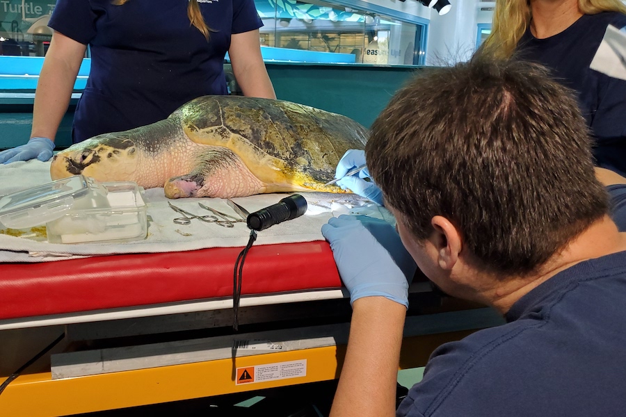 Vet check Nobi