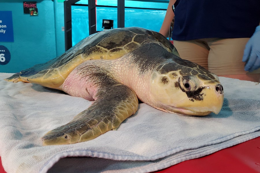 Kemp's Ridley Sea Turtle