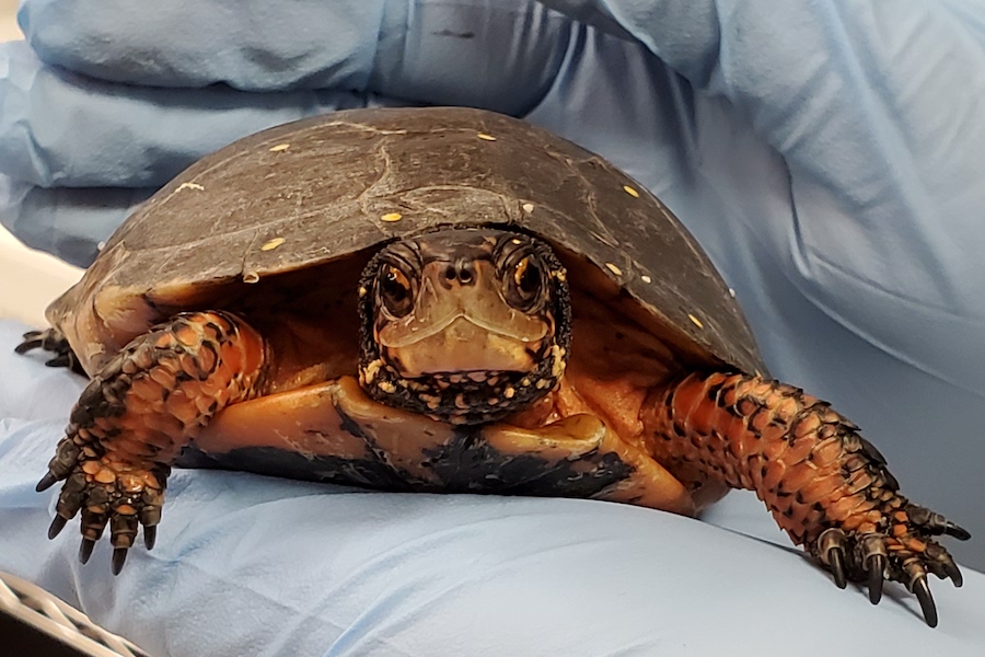 Spotted Turtle