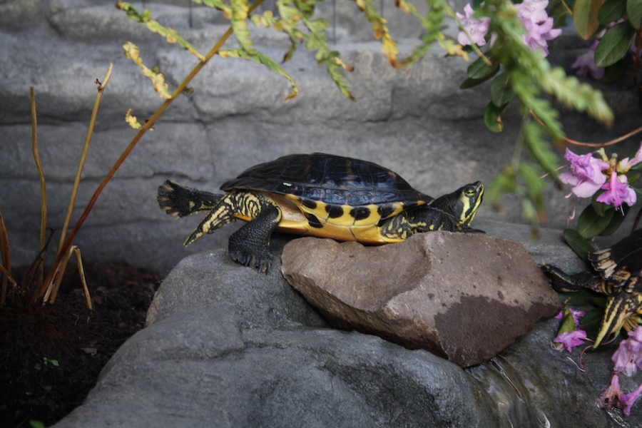 Nature Discovery Turtle