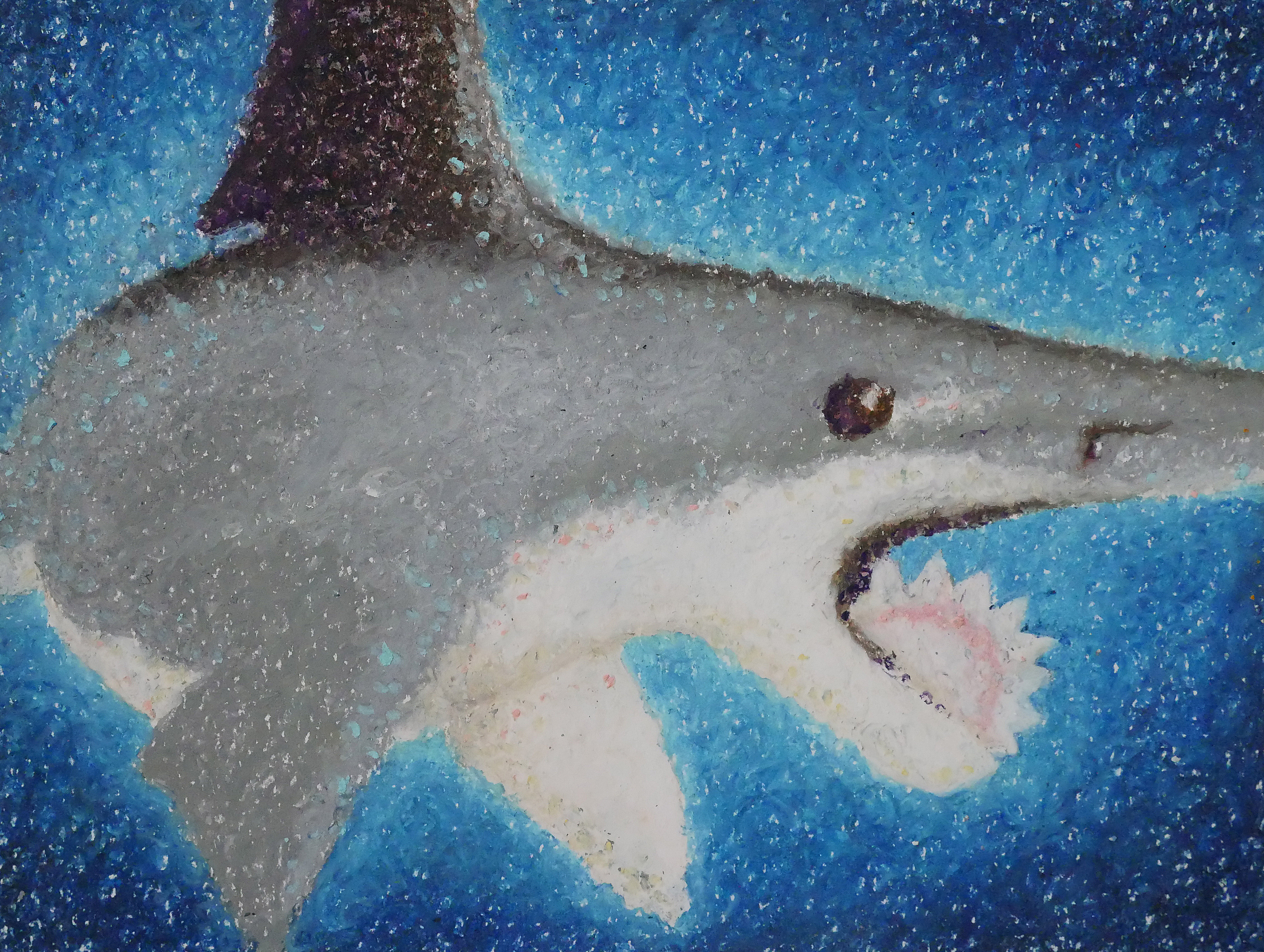 _Saw Shark jpeg - South Carolina Aquarium