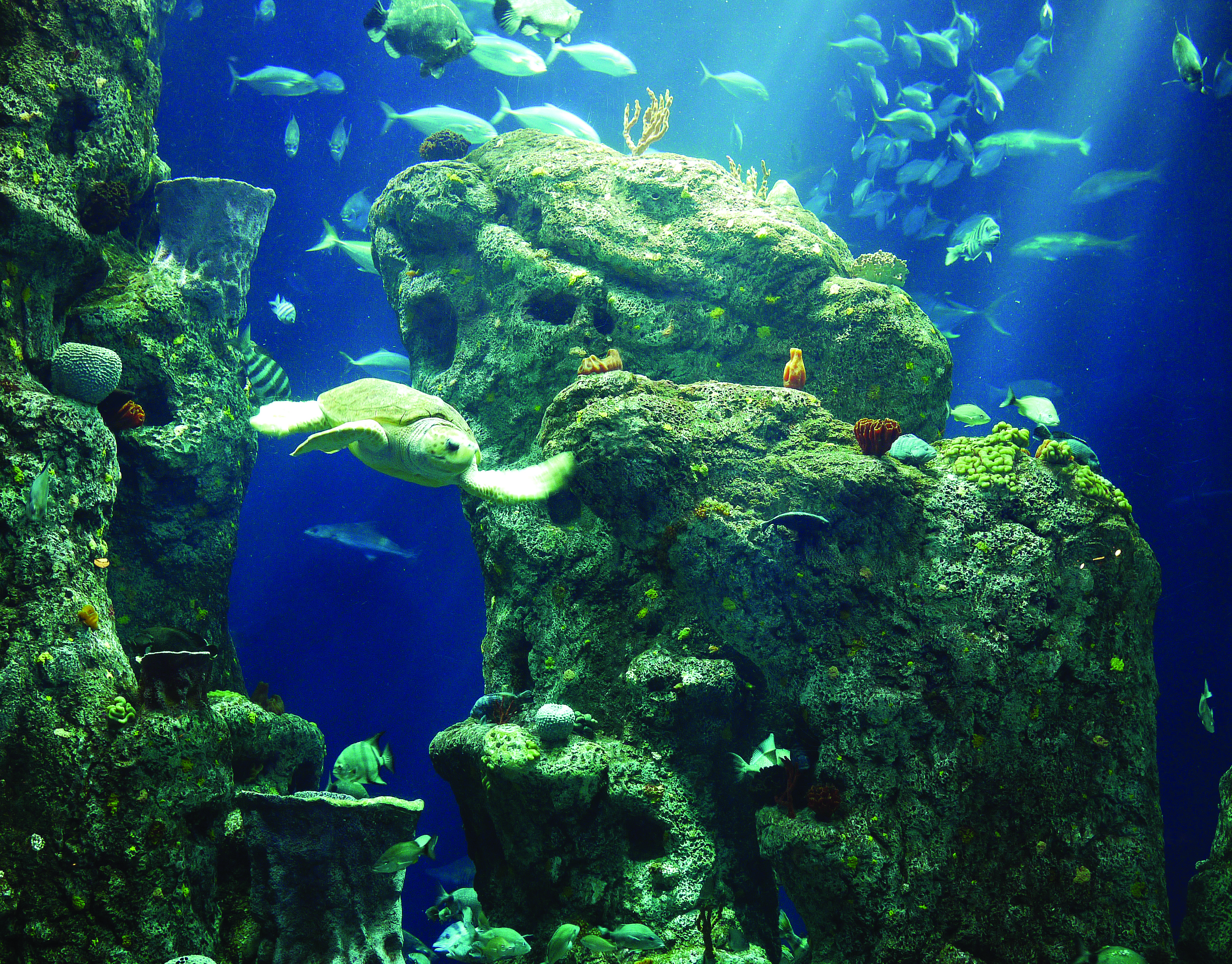 Great Ocean Tank