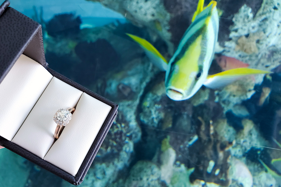 Get engaged at the Aquarium