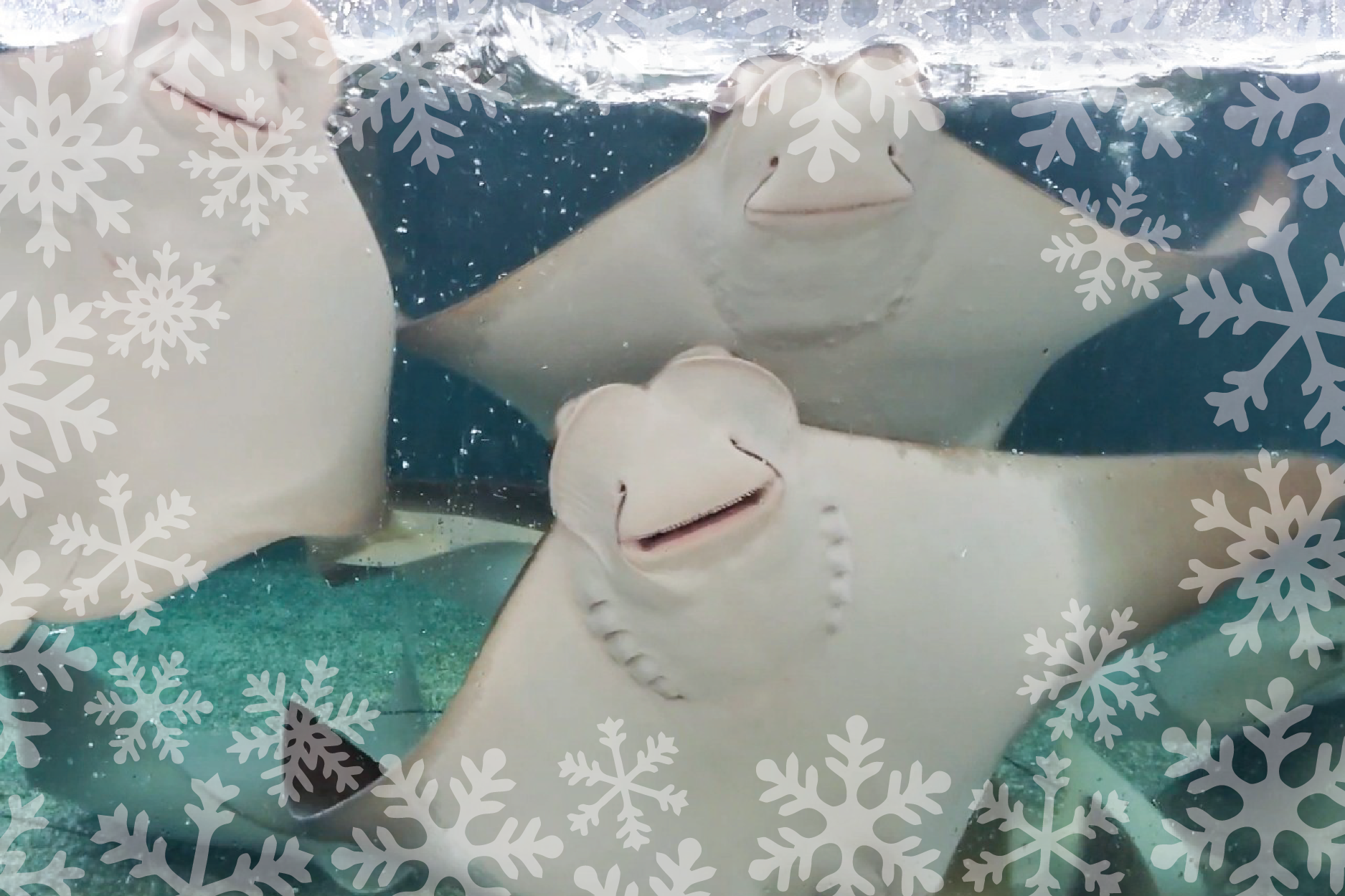 Feed the Rays