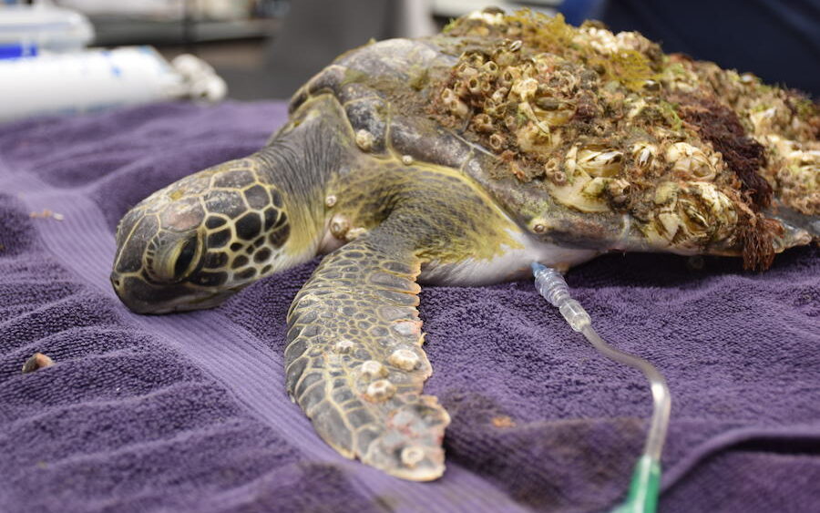 Green sea turtle looking incredibly ill, covered in barnacles and algae, and hooked up to an IV