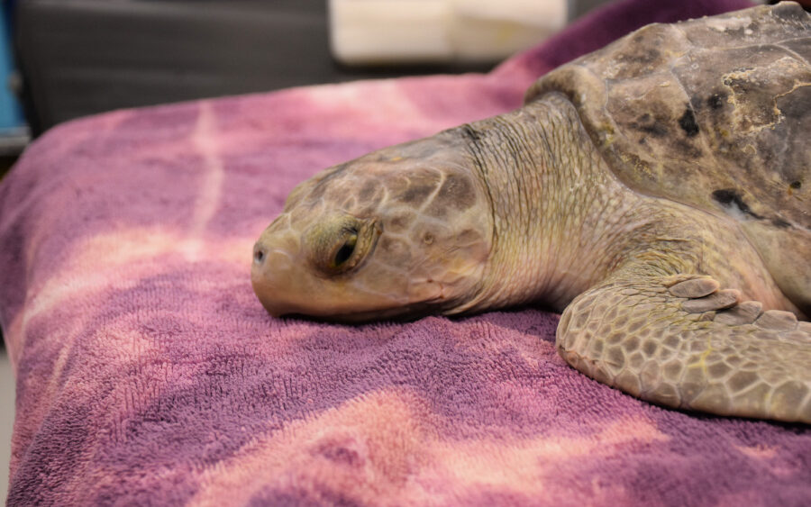 Ill Kemp's ridley sea turtle on purple blanket