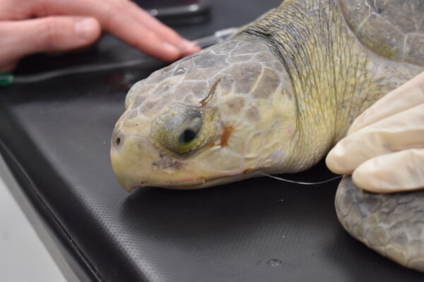 Kemp's ridley sea turtle, fishing line protrudes from mouth