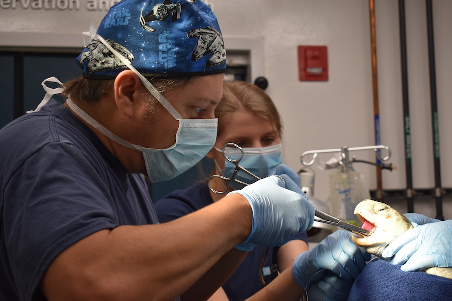 Veterinarian removes hook from Kemp's ridley sea turtle