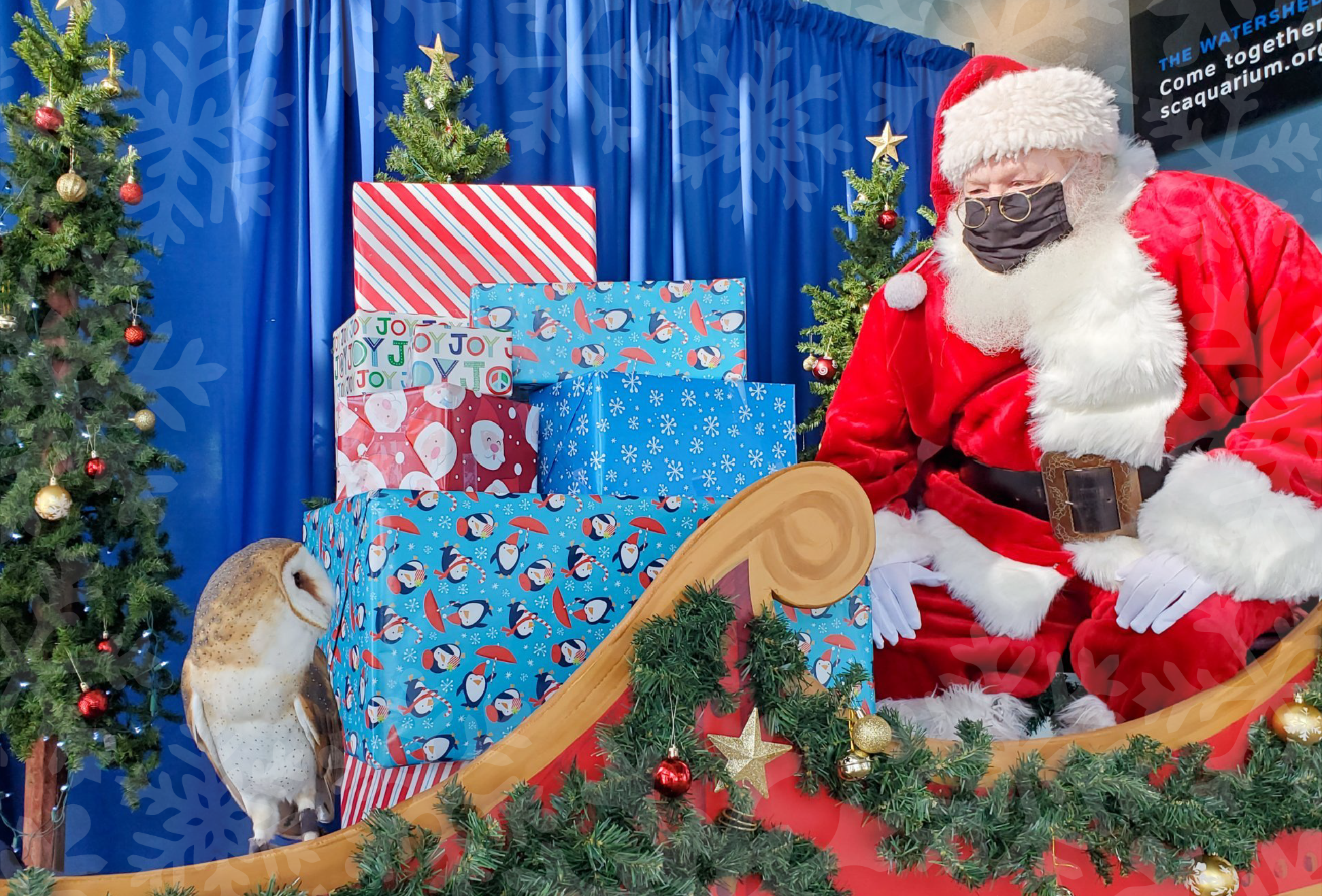 Santa sits in a sleigh and looks at Pippen the barn owl
