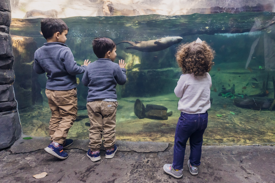 Three children, two boys and a girl, stand in front of the glass at the otter exhibit at South Carolina Aquarium. A river otter swims upside down in the water.