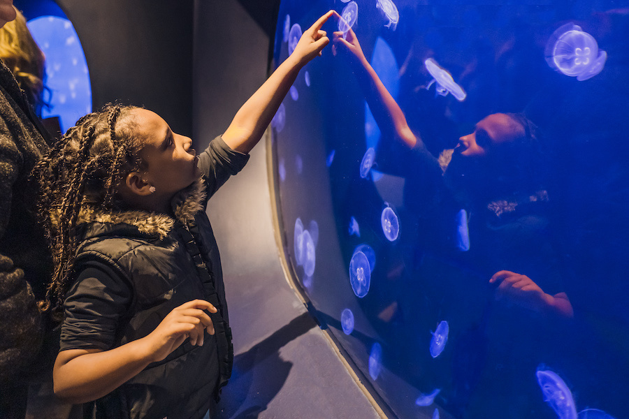 a young girl with braids in her hair looks up and points to the jellyfish exhibit at South Carolina Aquarium