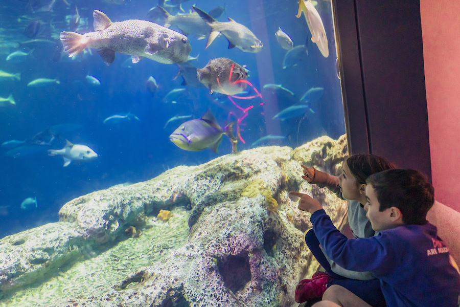Two children, a boy and a girl, sit in front of the Great Ocean Tank at South Carolina Aquarium. They point to various fish swimming by.