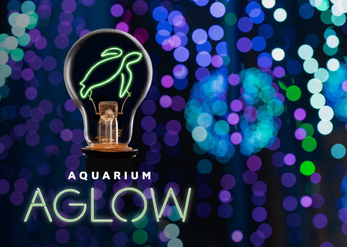 Aquarium Aglow and light bulb with green sea turtled shaped filament on a background of twinkling blue, purple and green holiday lights.
