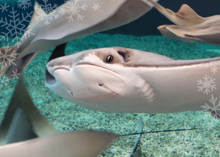 A cownose stingray at the South Carolina Aquarium swims is seen through a viewing area at The Shallows at the South Carolina Aquarium.