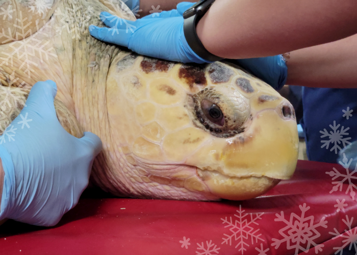 holiday STG 2022 a loggerhead sea turtle receives care from multiple biologists and vets at the Sea Turtle Care Center™ in the South Carolina Aquarium